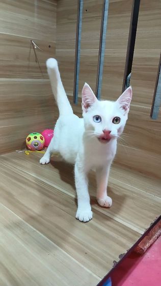 แมวขาวมณีตาสองสี เพศผู้ วัคซีนแล้ว1เข็มก่อนย้ายตรวจหัดแมวฟรีรับประกันเอดส์แมวกับรูคีเมียคะ รูปที่ 2