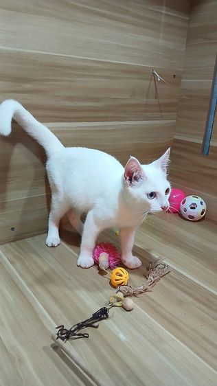 แมวขาวมณีตาสองสี เพศผู้ วัคซีนแล้ว1เข็มก่อนย้ายตรวจหัดแมวฟรีรับประกันเอดส์แมวกับรูคีเมียคะ รูปที่ 8