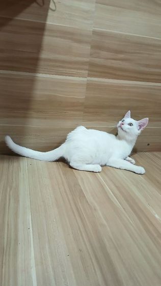 แมวขาวมณีตาสองสี เพศผู้ วัคซีนแล้ว1เข็มก่อนย้ายตรวจหัดแมวฟรีรับประกันเอดส์แมวกับรูคีเมียคะ รูปที่ 3