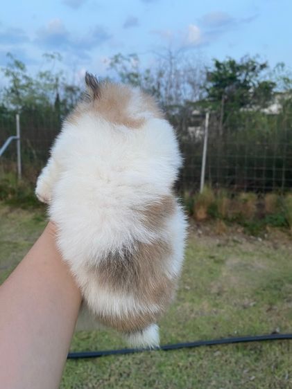 ปอม เมีย รูปที่ 3