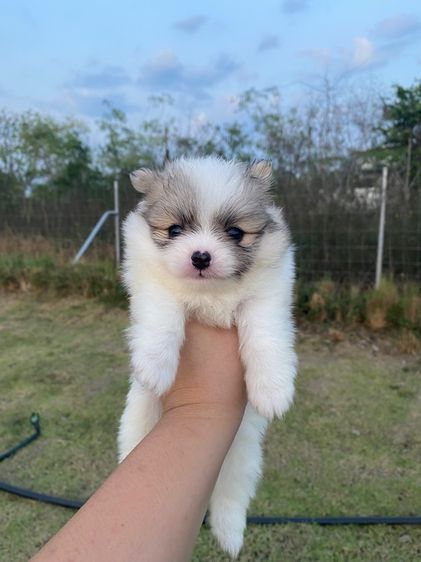 ปอมเมอเรเนียน (Pomeranian) เล็ก ปอม เมีย