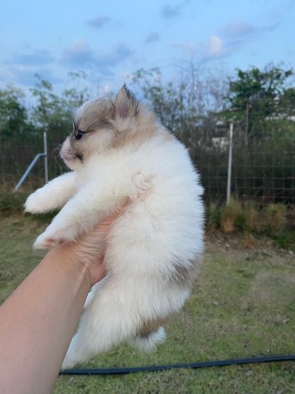 ปอม เมีย รูปที่ 2