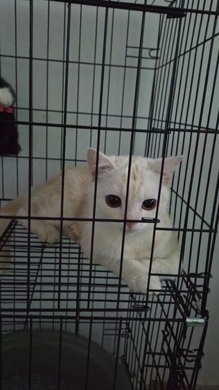 ลดประชากรแมว รูปที่ 2