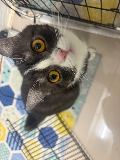 ลดประชากร รูปที่ 4