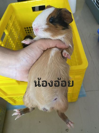 แกสบี้เด็กหญิง6เดือน