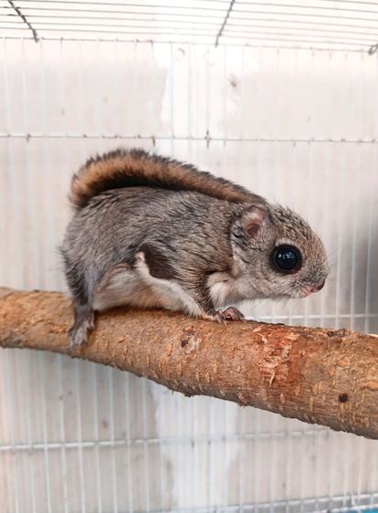 กระรอกบินญี่ปุ่น