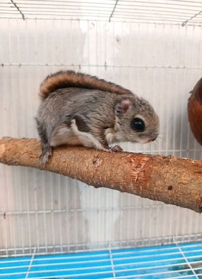 กระรอกบินญี่ปุ่น รูปที่ 3