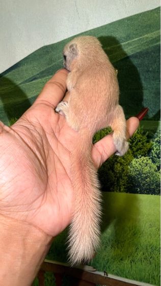 ลูกกระรอกเผือกสระบุรี เเท้ ลูกป้อนวัยน่ารัด รูปที่ 6