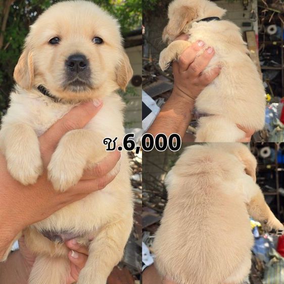 ลูกสุนัขโกลเด้นแท้ เกรดโอเวอร์ไซส์ รูปที่ 3