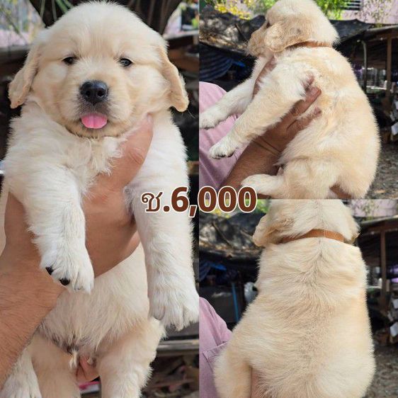 โกลเด้นรีทรีฟเวอร์ (Golden Retriever) ใหญ่ ลูกสุนัขโกลเด้นแท้ เกรดโอเวอร์ไซส์