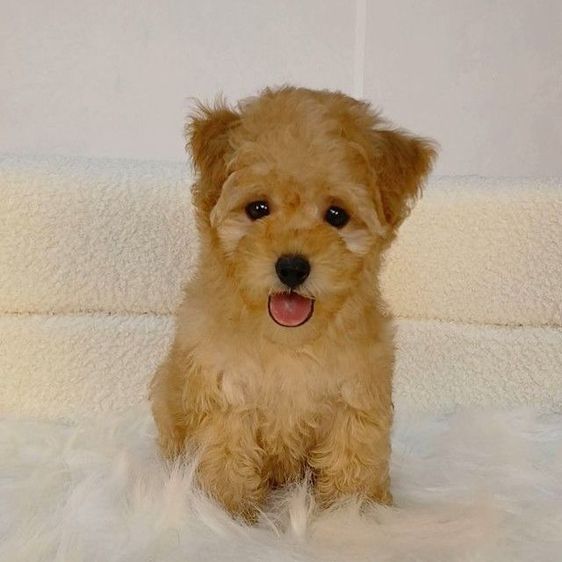 อื่นๆ เล็ก น้องพุดเดิ้ลทอยแท้ สีน้ำตาล เพศผู้ พร้อมวัคซีนเข็มแรก ถ่ายพยาธิ 