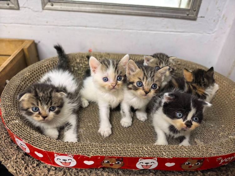 สก็อตติช โฟลด์ (Scottish Fold) แมวสก็อตติซโฟลด์