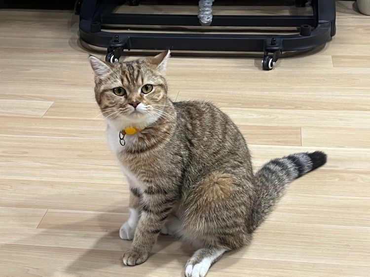 แมวสก็อตติช รูปที่ 18