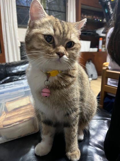 แมวสก็อตติช รูปที่ 2