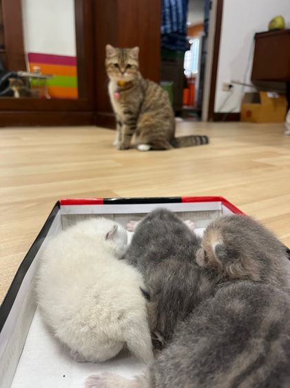 แมวสก็อตติช รูปที่ 13