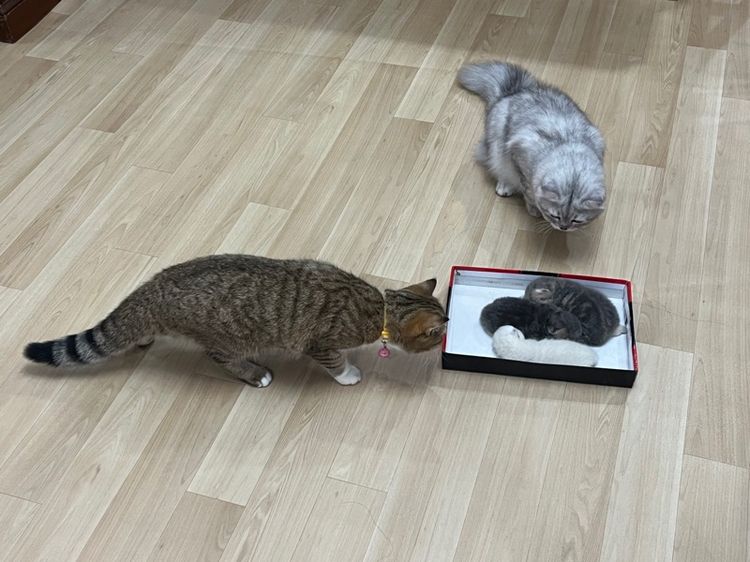 แมวสก็อตติช รูปที่ 16