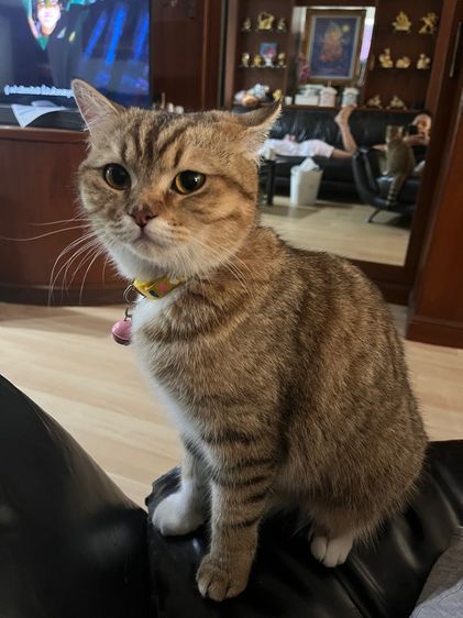 แมวสก็อตติช รูปที่ 3