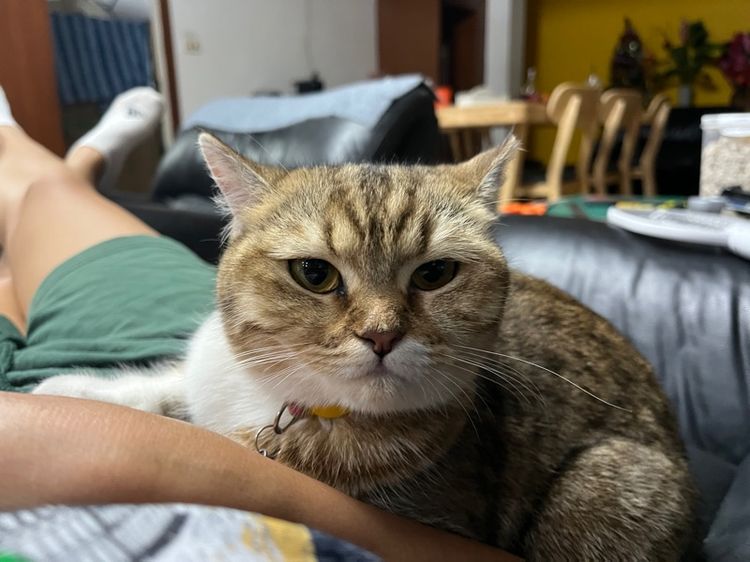 แมวสก็อตติช รูปที่ 9