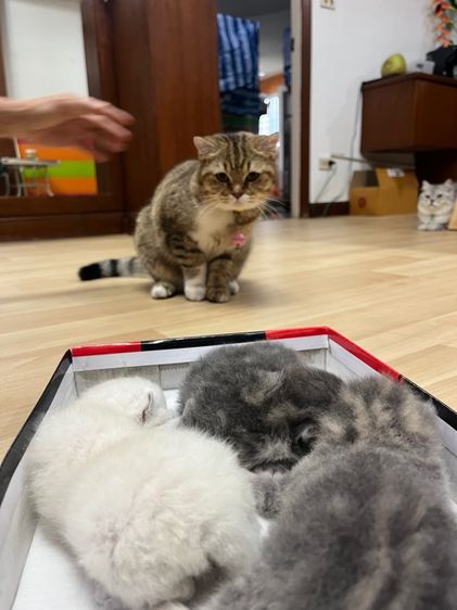 แมวสก็อตติช รูปที่ 15