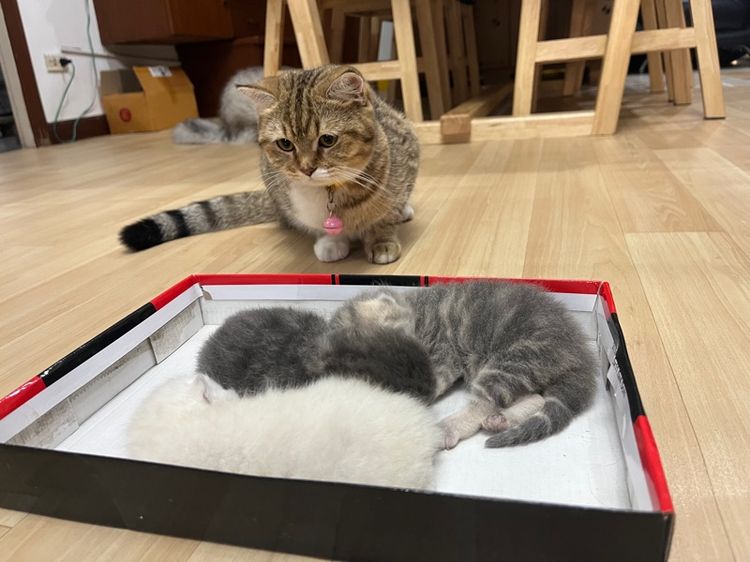 แมวสก็อตติช รูปที่ 12