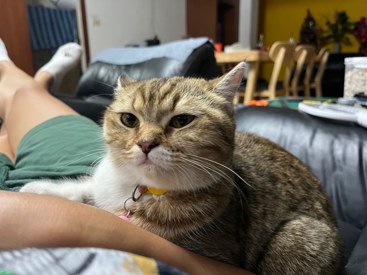 แมวสก็อตติช รูปที่ 8