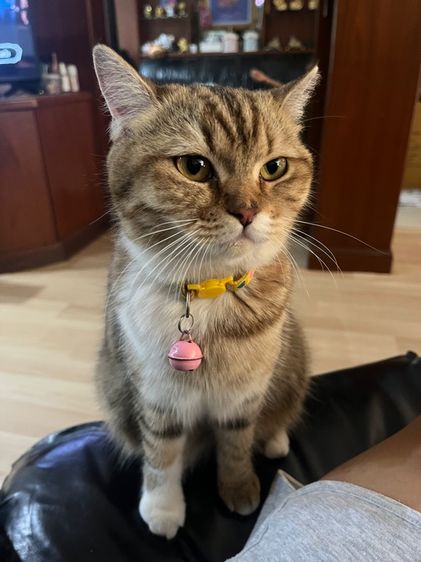 แมวสก็อตติช รูปที่ 5