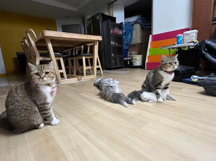 แมวสก็อตติช รูปที่ 10