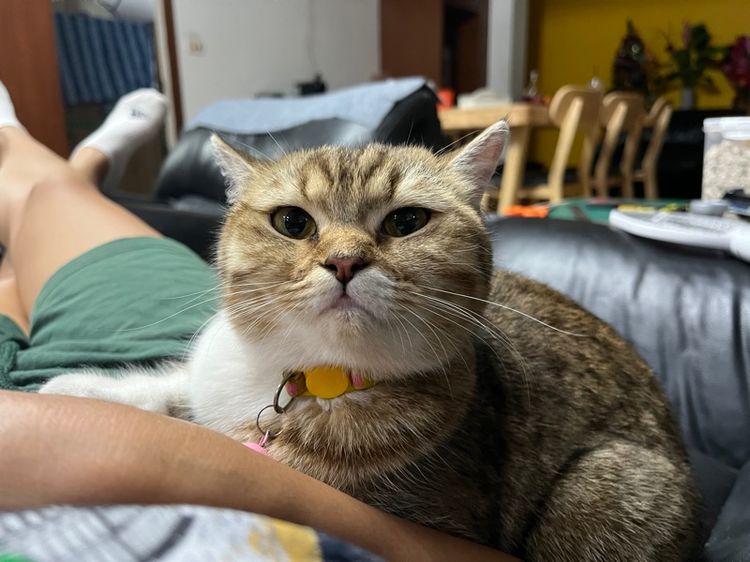 แมวสก็อตติช รูปที่ 7