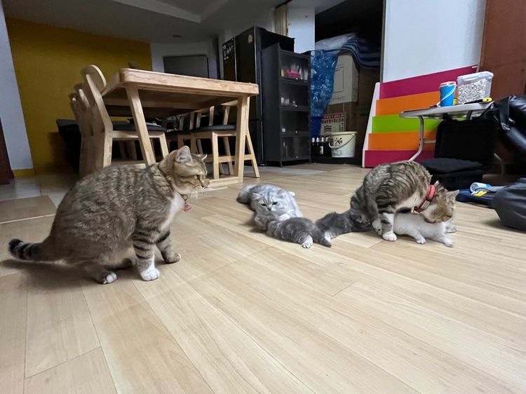 แมวสก็อตติช รูปที่ 11