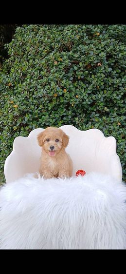 พุดเดิ้ล (Poodle) เล็ก พุดเดิ้ลทอย(ผู้)วัคซีนแล้ว เชียงใหม่