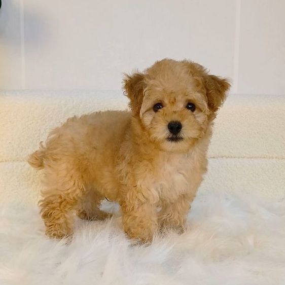 พุดเดิ้ล (Poodle) เล็ก น้องพุดเดิ้ลทอยแท้ สีน้ำตาล เพศผู้
พร้อมวัคซีนเข็มแรก ถ่ายพยาธิ 
รับประกันสุขภาพ ปลอดเชื้อลำไส้อักเสบพาโว ไข้หัด
สามารถแอดไลน์ โทร0615301155