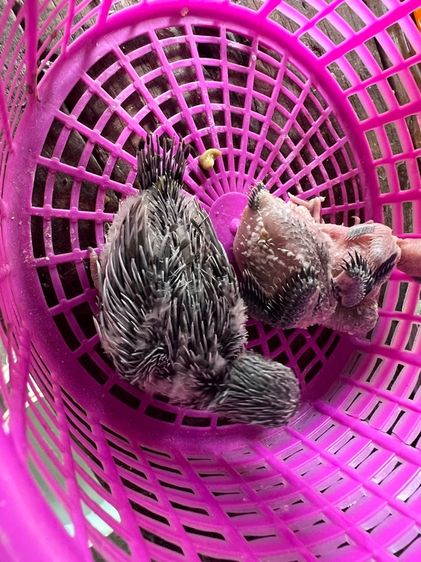 ฟอลพัส รูปที่ 4