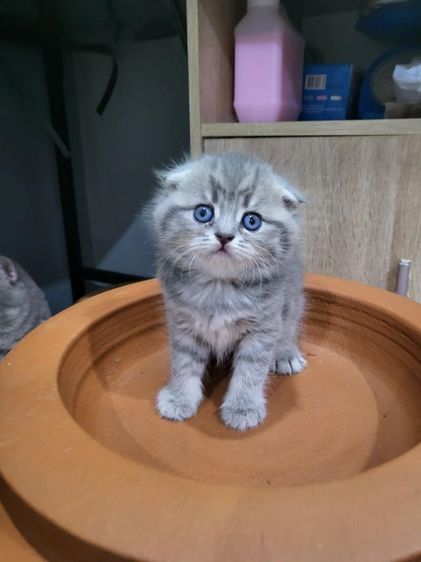 แมว Scottish Fold​ รูปที่ 4