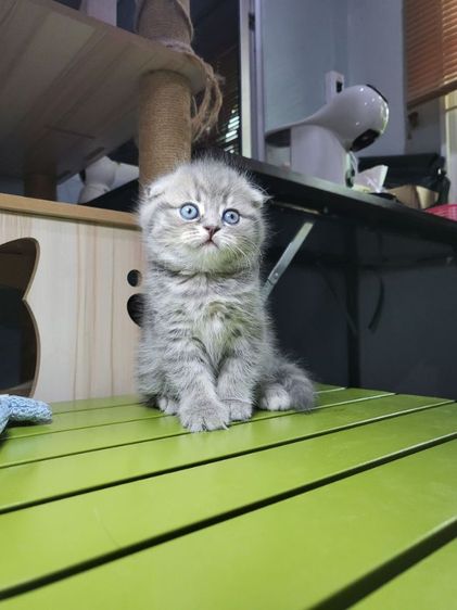 แมว Scottish Fold​