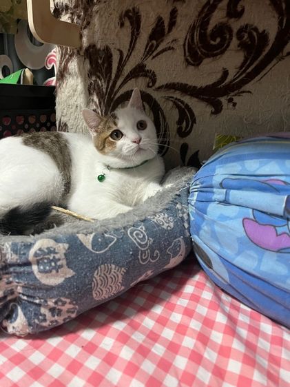 ดช สก็อตติชแท้ รูปที่ 3