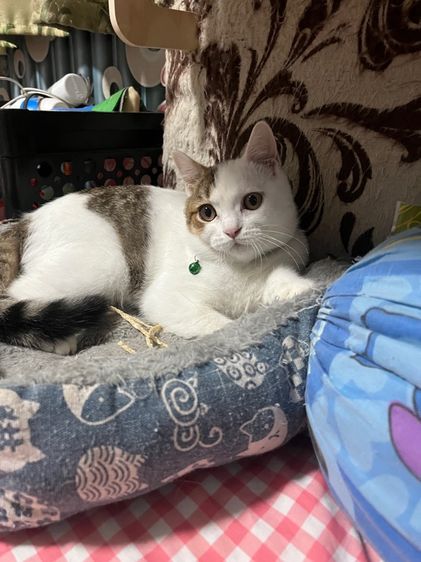 ดช สก็อตติชแท้ รูปที่ 2