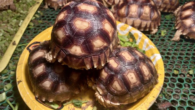 ลูกเต่าซูคาต้า  รถไฟฟ้า แจ้งวํฒนะ14