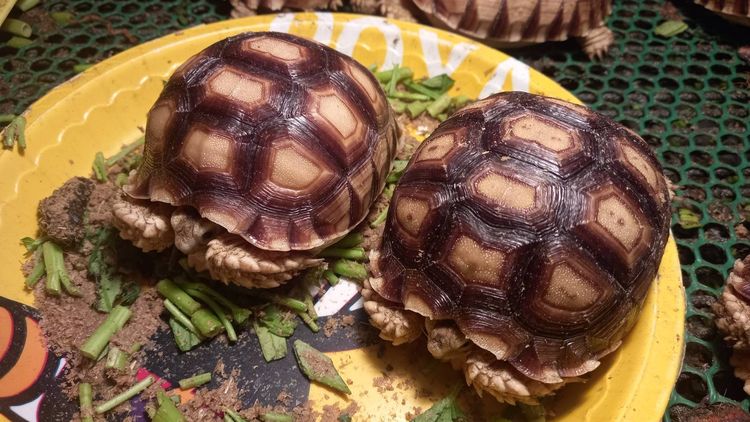 ลูกเต่าซูคาต้า  รถไฟฟ้า แจ้งวํฒนะ14 รูปที่ 2