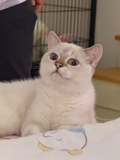 บริติช ชอร์ตแฮร์ (British Shorthair) หนุ่มน้อยบริติซค