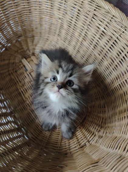 แมวเปอร์เซีย รูปที่ 2