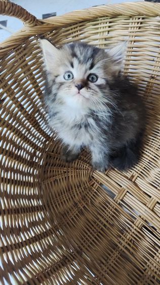 เปอร์เซีย (Persian) แมวเปอร์เซีย