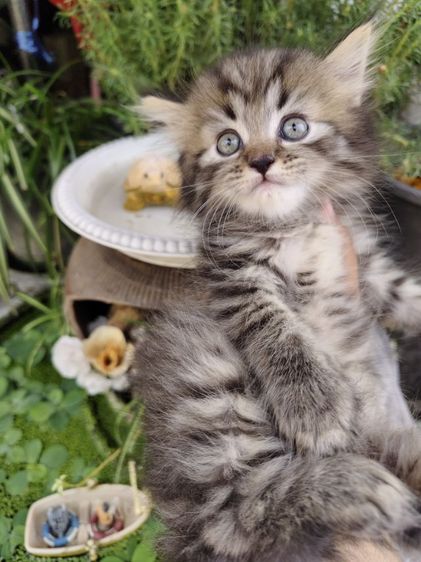 แมวเปอร์เซีย รูปที่ 4