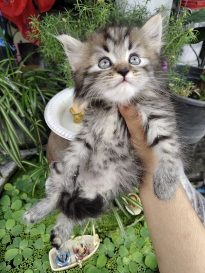 แมวเปอร์เซีย รูปที่ 5