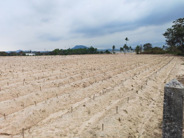 ขายที่ดิน หนองค้อ สวนเสือศรีราชา