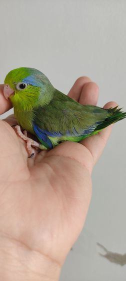 ฟอพัส ดาร์คกรีนเดือนกว่า ป้อนเสริม ฝึกคอลแบคบ้างแล้ว