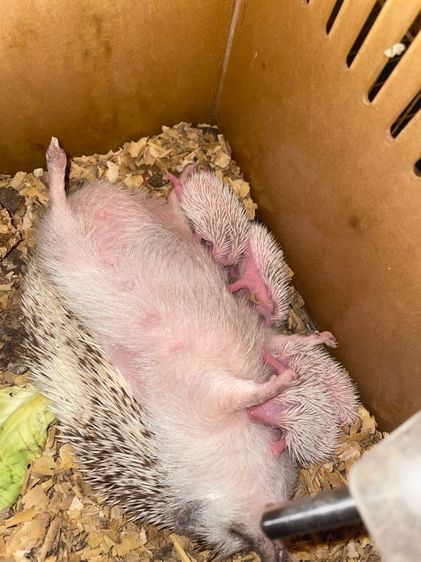 เม่นแคะ รูปที่ 2