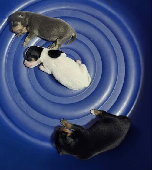 อื่นๆ สุนัขพันธุ์เล็กมิเนเจอร์ผสมชิวาว่า