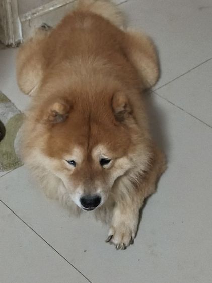 เชาว์ เชาว์ หาบ้าน รูปที่ 4