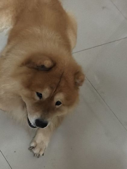 เชาว์ เชาว์ หาบ้าน รูปที่ 2