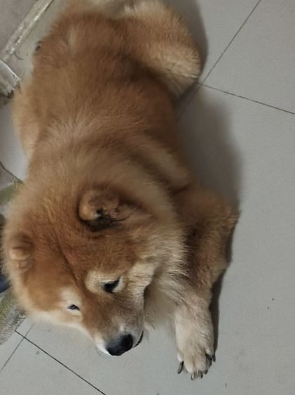 เชาว์ เชาว์ หาบ้าน รูปที่ 5